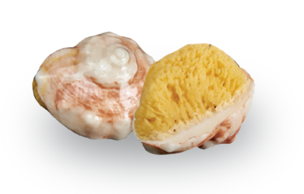 Conch Shell Soap w/embedded Natural Sea Sponge